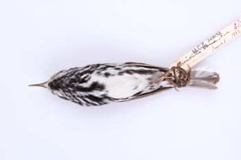 Media type: image;   Ornithology 208093 Description: Mniotilta varia;  Aspect: ventral